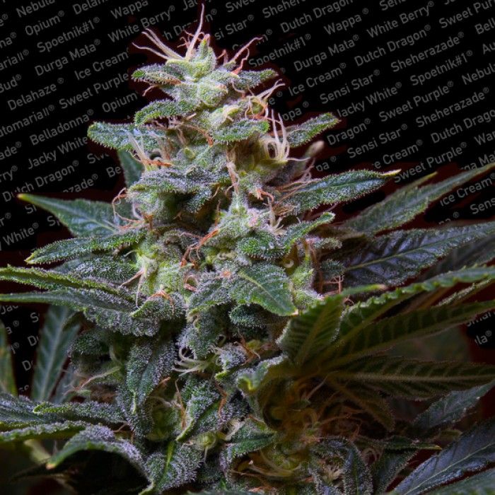 Dope Breeders - PARADISE SEEDS Sweet Purple Image