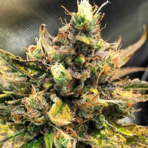 Dope Breeders - PENTHOUSE CANNABIS Auto Sherbert Mimosa Image