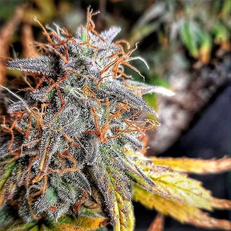 Dope Breeders - PENTHOUSE CANNABIS Auto Sour Surge Image