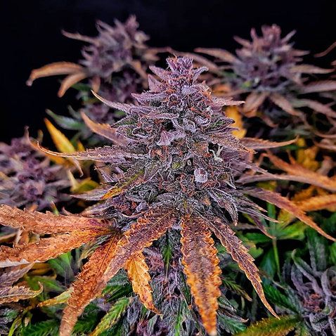 Dope Breeders - PENTHOUSE CANNABIS Black Sundae Image