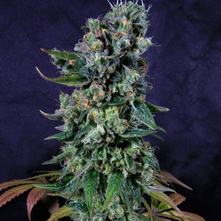 Dope Breeders - PILCHARDS Tortuga Image