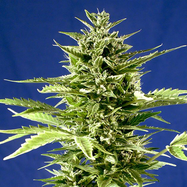 Dope Breeders - POSITRONICS Jack Diesel Express Image