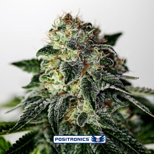 Dope Breeders - POSITRONICS Mystic Cookie Express Image