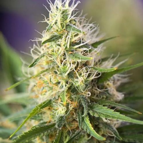 Dope Breeders - POWER STRAINS Amnesia Haze Image