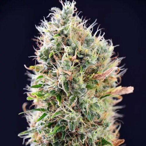 Dope Breeders - POWER STRAINS Banana Punch Auto Image