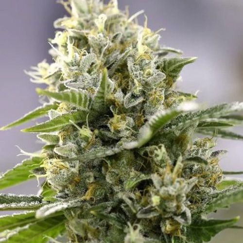 Dope Breeders - POWER STRAINS Banana Punch Image