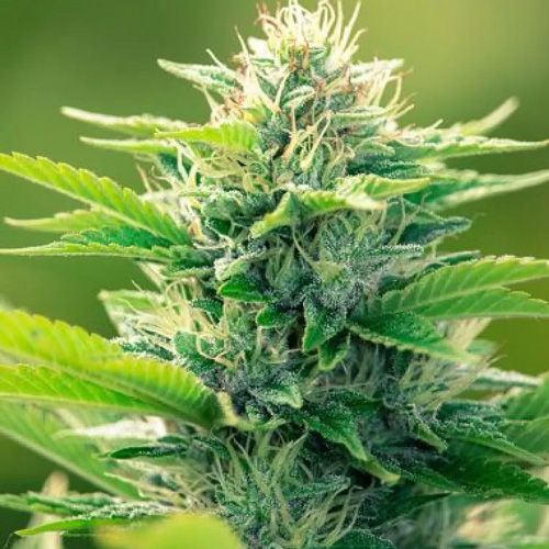 Dope Breeders - POWER STRAINS CBD Oil Maker Image