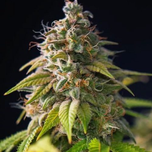 Dope Breeders - POWER STRAINS Gorilla Zkittlez Image