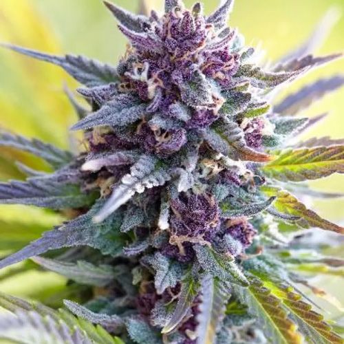 Dope Breeders - POWER STRAINS Grandaddy Purple Image