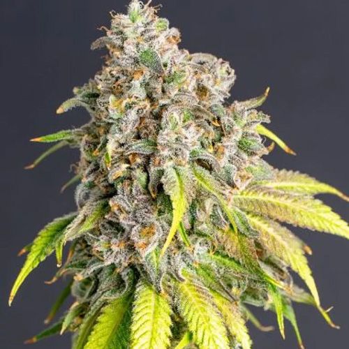 Dope Breeders - POWER STRAINS Lemon Haze Original Image