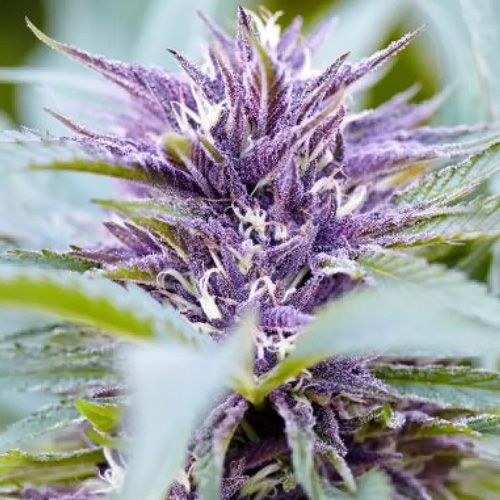 Dope Breeders - POWER STRAINS Purple Haze Auto Image