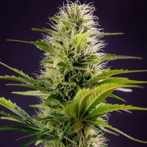 Dope Breeders - POWER STRAINS Silver Haze Original Image