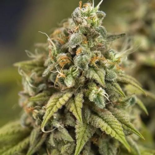 Dope Breeders - POWER STRAINS Wedding Cake Auto Image