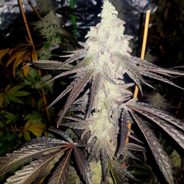 Dope Breeders - PROPAGANJA SEEDS #167B Auto Image