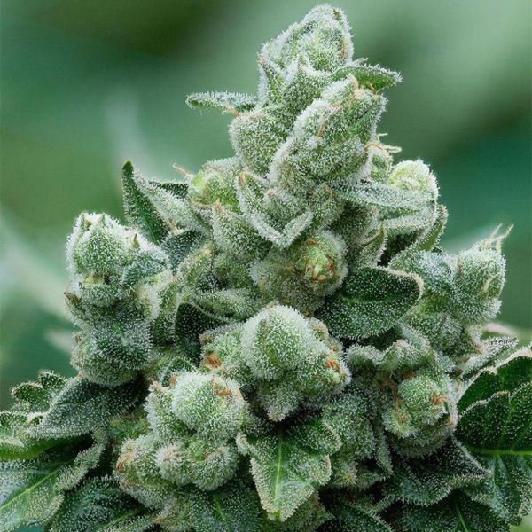 Dope Breeders - PROPAGANJA SEEDS Avash-Avash Image