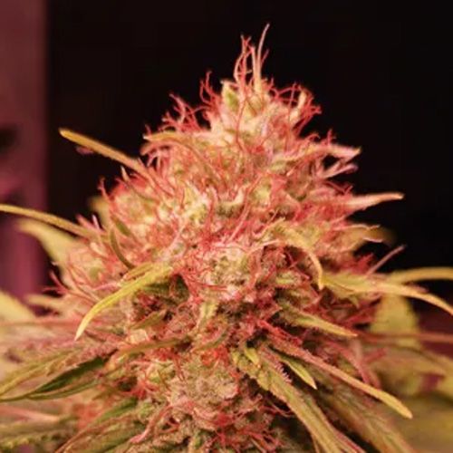 Dope Breeders - PROPAGANJA SEEDS Fruity Gas Image