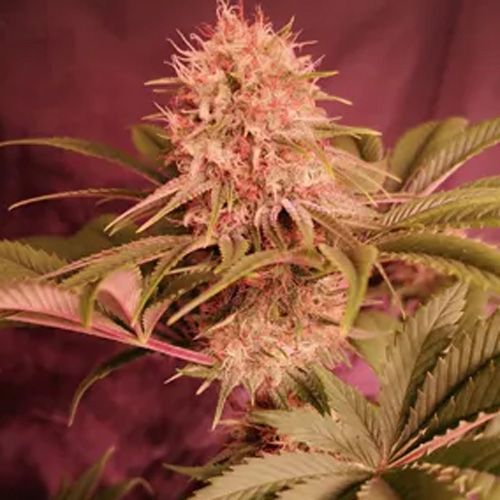 Dope Breeders - PROPAGANJA SEEDS Menonite Zombie Image