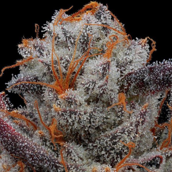 Dope Breeders - PROPAGANJA SEEDS The Chupacabra Image