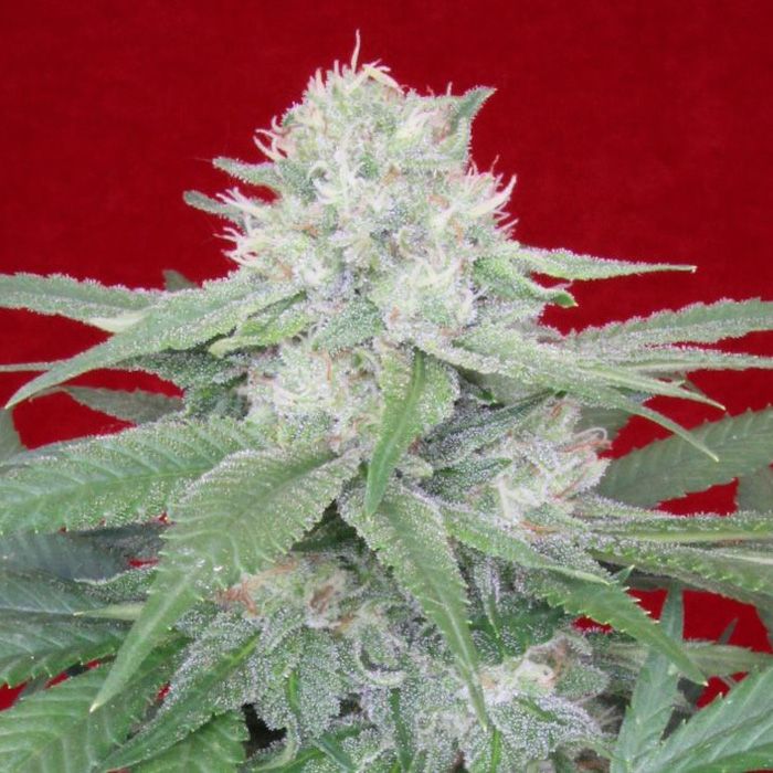 Dope Breeders - PROPAGANJA SEEDS Werther's Original Image