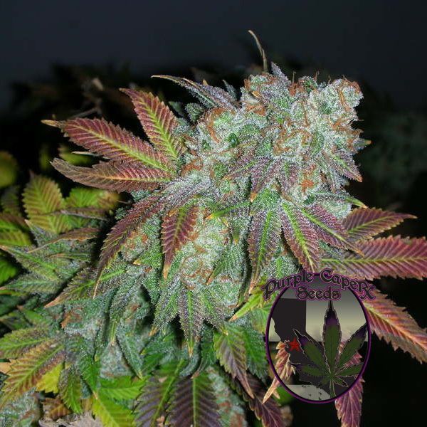 Dope Breeders - PURPLE CAPER SEEDS Alien Fire Image