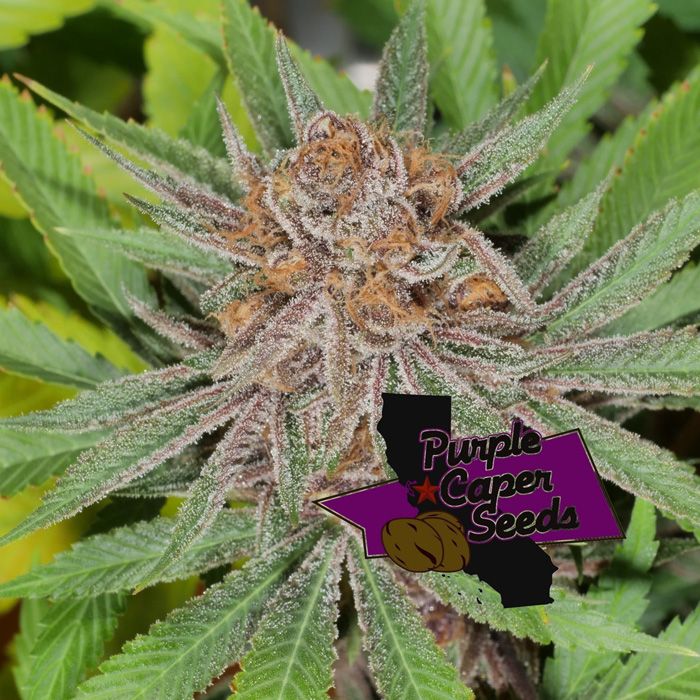 Dope Breeders - PURPLE CAPER SEEDS Blackberry Runtz Cake Auto Image