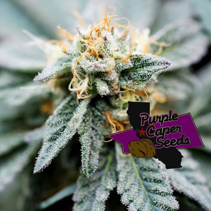 Dope Breeders - PURPLE CAPER SEEDS Gold Runtz Cake Auto Image