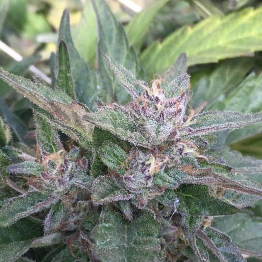 Dope Breeders - PURPLE CAPER SEEDS Grandaddy OG Image