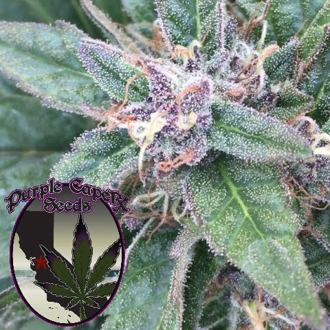 Dope Breeders - PURPLE CAPER SEEDS Grape OG Image