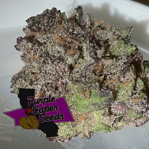 Dope Breeders - PURPLE CAPER SEEDS Ice Cream Caper Image