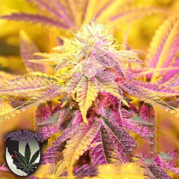 Dope Breeders - PURPLE CAPER SEEDS Key Lime Zkittlez Image