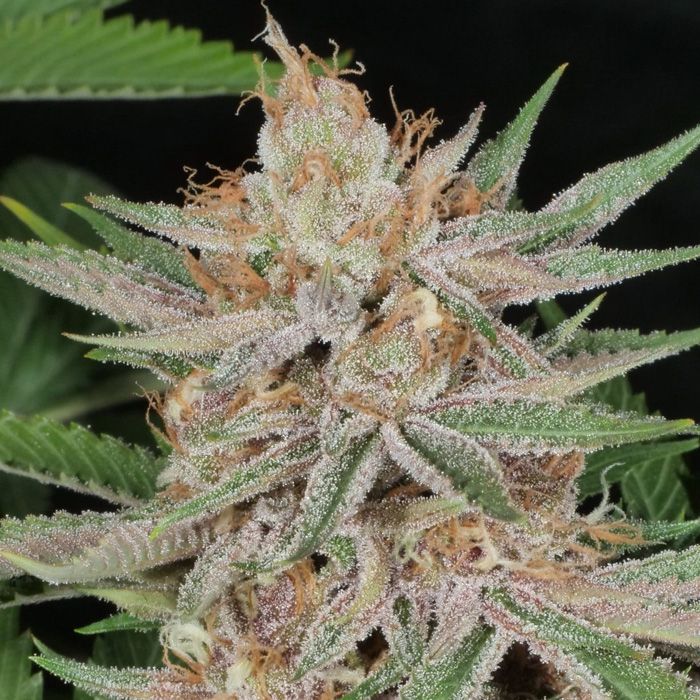 Dope Breeders - PURPLE CAPER SEEDS Lilac Runtz Cake Auto Image