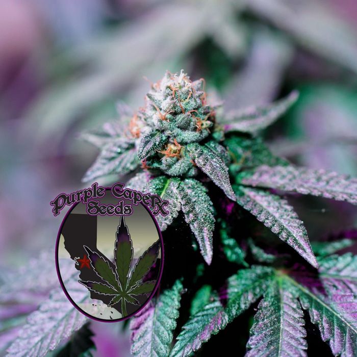 Dope Breeders - PURPLE CAPER SEEDS Mjolnir Runtz Cake Auto Image