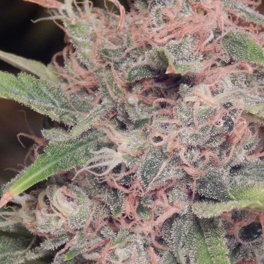 Dope Breeders - PURPLE CAPER SEEDS Purple Caper OG Image