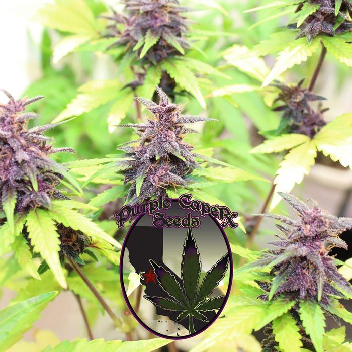 Dope Breeders - PURPLE CAPER SEEDS Purple Runtz Cake Auto Image