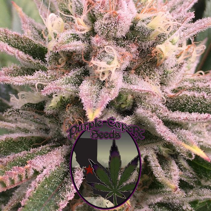 Dope Breeders - PURPLE CAPER SEEDS Red Runtz Cake Auto Image