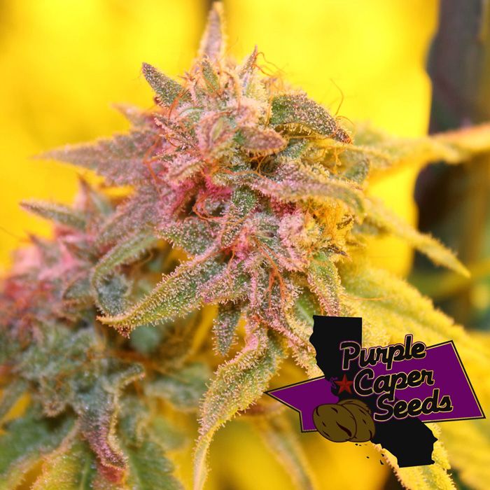 Dope Breeders - PURPLE CAPER SEEDS Strawberry Banana Caper Image