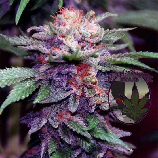 Dope Breeders - PURPLE CAPER SEEDS Zkittlez Cake Image