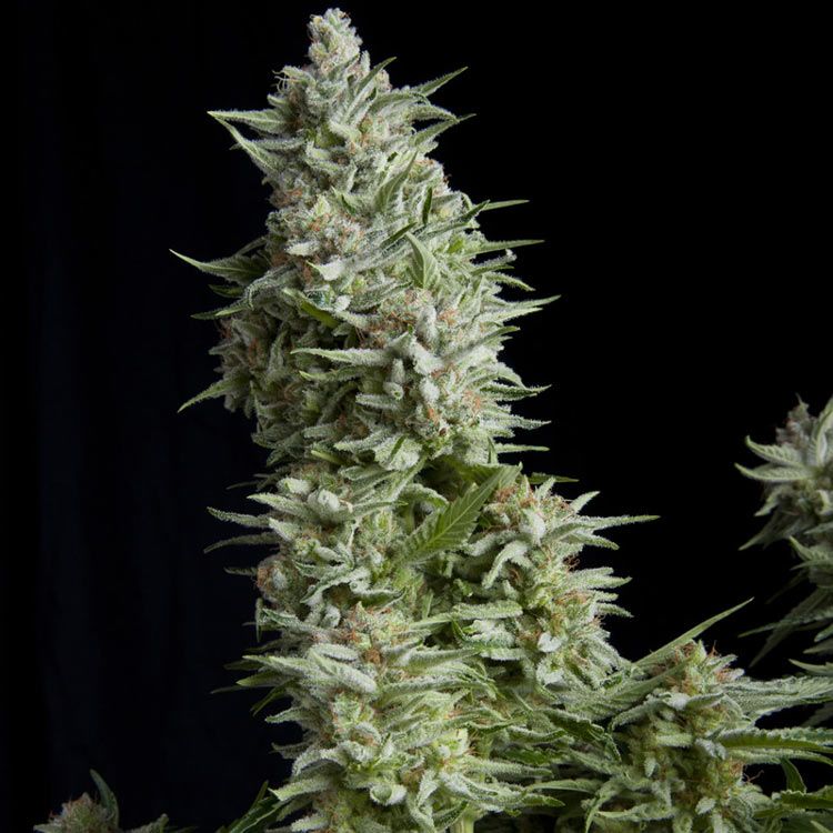 Dope Breeders - PYRAMID SEEDS Alpujarrena Image