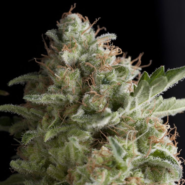 Dope Breeders - PYRAMID SEEDS American Pie Image