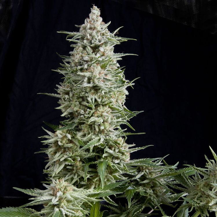 Dope Breeders - PYRAMID SEEDS Amnesia Gold Image