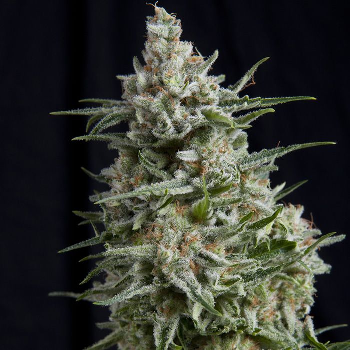 Dope Breeders - PYRAMID SEEDS Anesthesia CBD Image