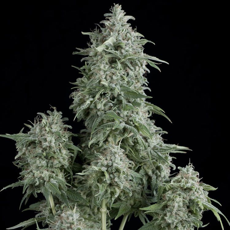 Dope Breeders - PYRAMID SEEDS Anubis Image