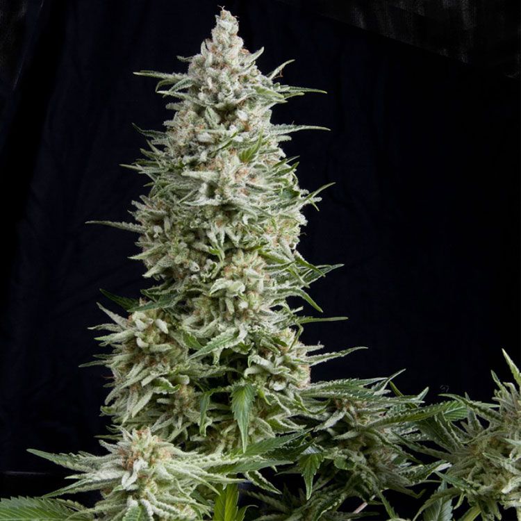 Dope Breeders - PYRAMID SEEDS Auto Amnesia Gold Image