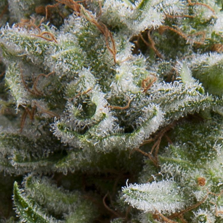 Dope Breeders - PYRAMID SEEDS Auto Anesthesia Image