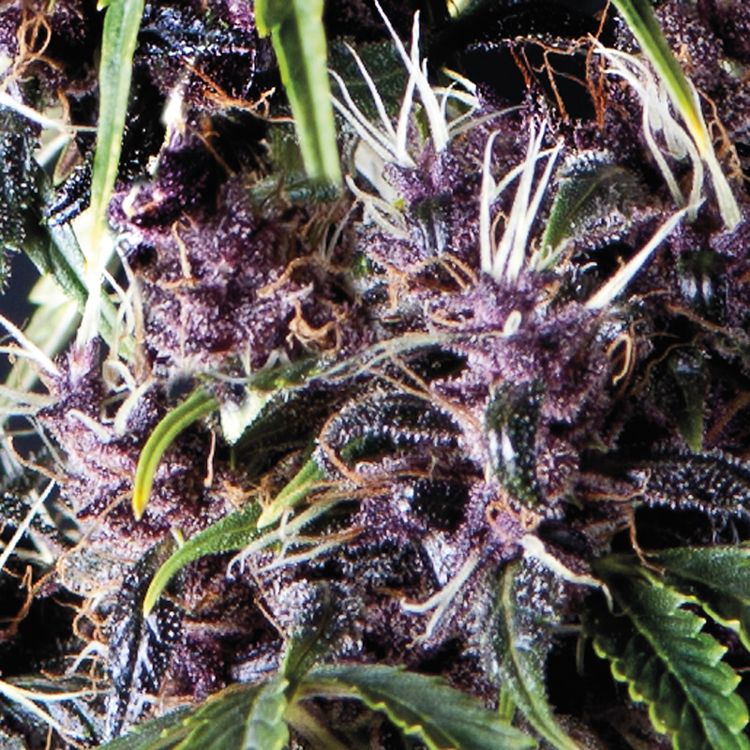 Dope Breeders - PYRAMID SEEDS Auto Purple Image