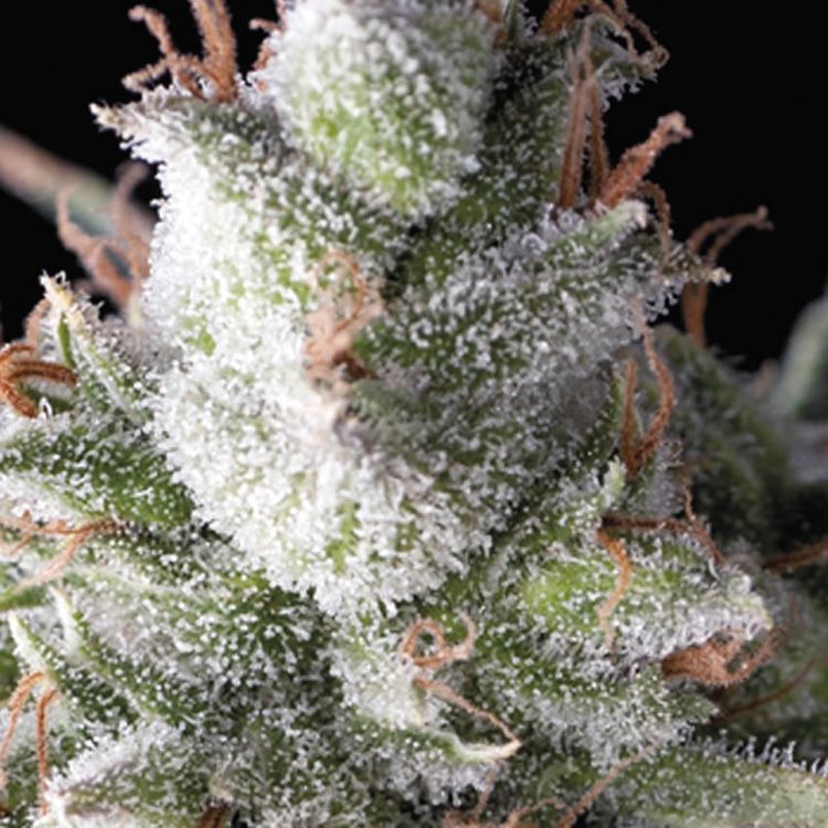 Dope Breeders - PYRAMID SEEDS Auto Ramses Image