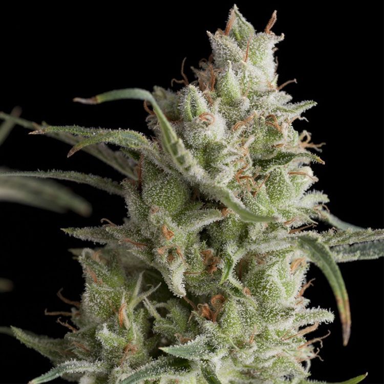 Dope Breeders - PYRAMID SEEDS Auto Super OG Kush Image