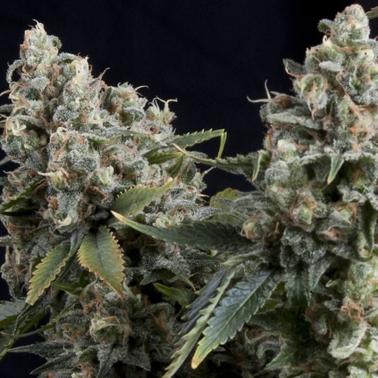 Dope Breeders - PYRAMID SEEDS Auto Tutankhamon Image