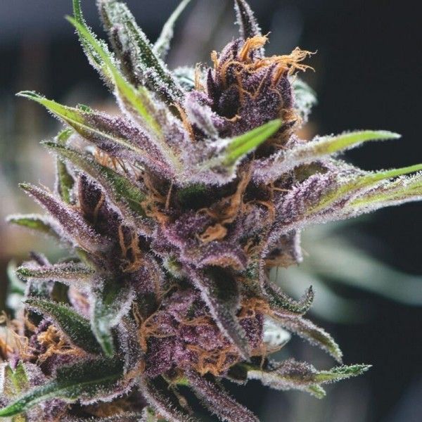 Dope Breeders - PYRAMID SEEDS Black Cherry Punch Image