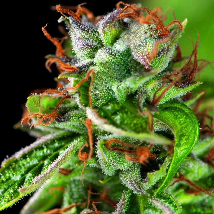 Dope Breeders - PYRAMID SEEDS Double OG Haze Image